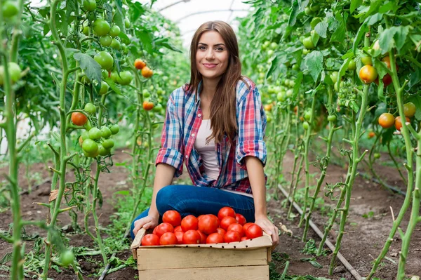 Joven trabajadora agrícola sonriente y una caja de tomates en el frente, trabajando, cosechando tomates en invernadero . —  Fotos de Stock