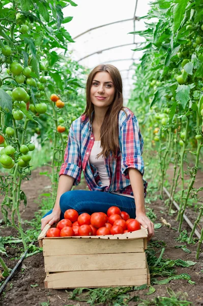 Joven trabajadora agrícola sonriente y una caja de tomates en el frente, trabajando, cosechando tomates en invernadero . —  Fotos de Stock