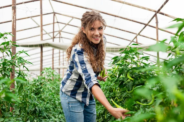 Produção de estufas. Produção alimentar . — Fotografia de Stock