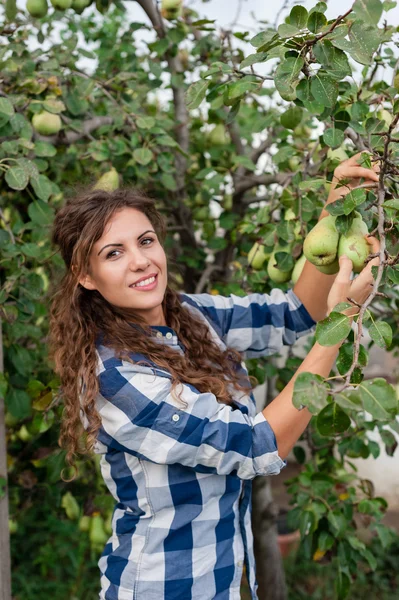 Woman holding a branch with pears on it. — Stock Photo, Image