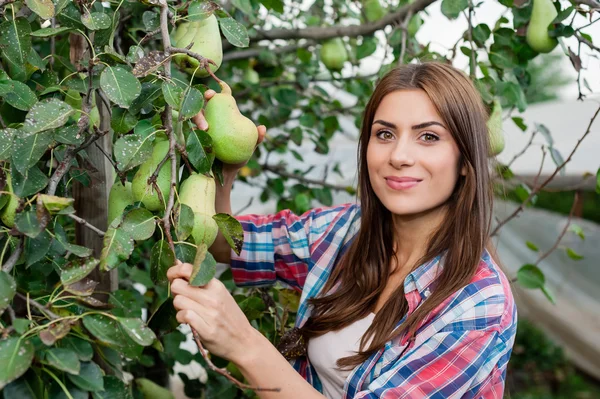 Femme tenant une branche avec des poires dessus . — Photo