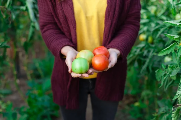 Jonge vrouw handen bedrijf rode tomaten, — Stockfoto