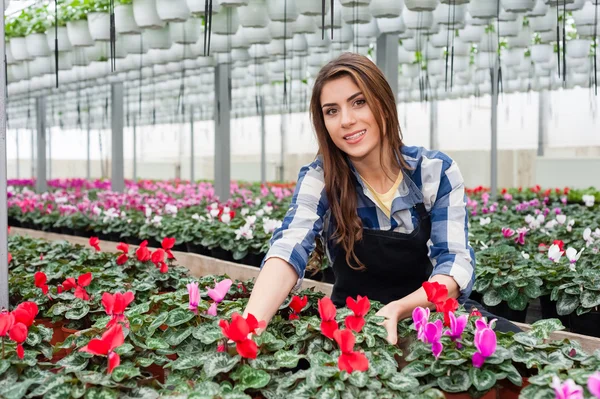 Fioristi donna che lavora con i fiori in una serra . — Foto Stock