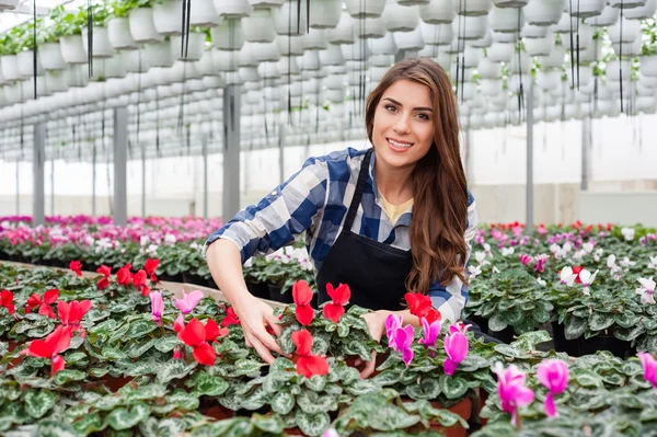 Floristas mujer trabajando con flores en un invernadero . — Foto de Stock