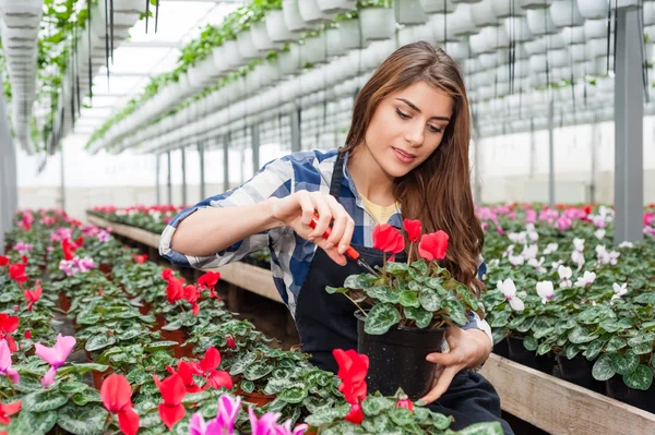 Florarii femeie care lucrează cu flori într-o seră . — Fotografie, imagine de stoc