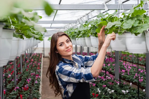 Florarii femeie care lucrează cu flori într-o seră . — Fotografie, imagine de stoc