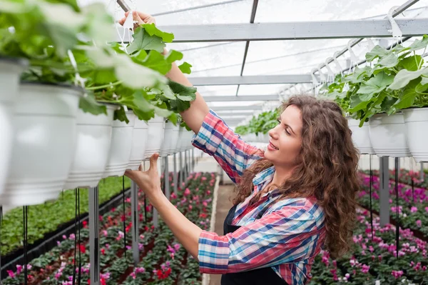 Florarii femeie care lucrează cu flori într-o seră . — Fotografie, imagine de stoc