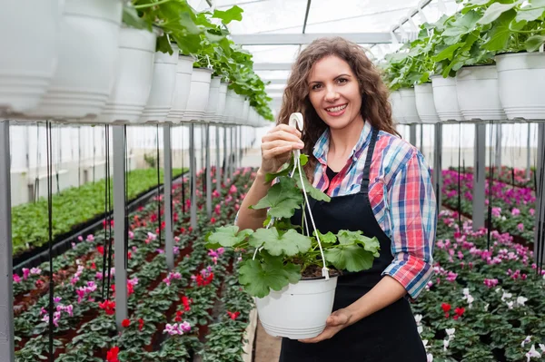 Bloemisten vrouw die werkt met bloemen in een kas. — Stockfoto