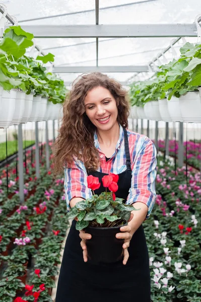 Florists woman working with flowers in a greenhouse.