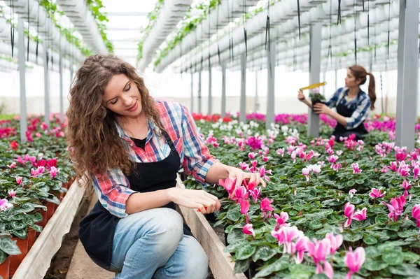 Floristas mujeres que trabajan con flores en un invernadero . —  Fotos de Stock