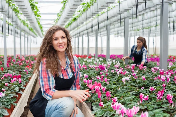 Bloemisten vrouwen werken met bloemen in een kas. — Stockfoto