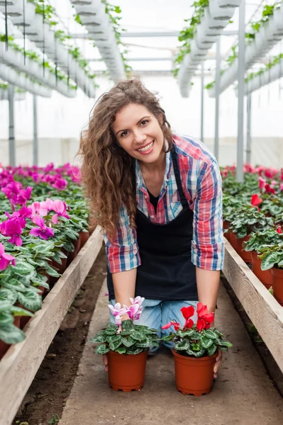 Florarii femeie care lucrează cu flori într-o seră . — Fotografie, imagine de stoc