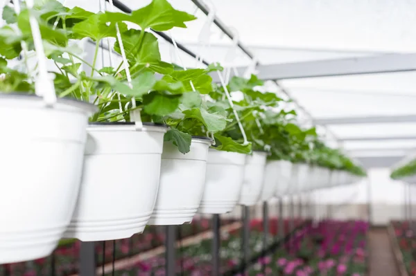 Blomma kultur i hängande krukor i ett växthus — Stockfoto