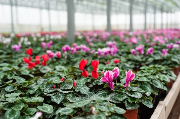 Cultura de flor multicolorida em uma estufa — Fotografia de Stock