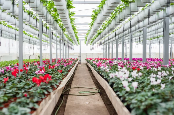 Culture de fleurs multicolores dans une serre — Photo