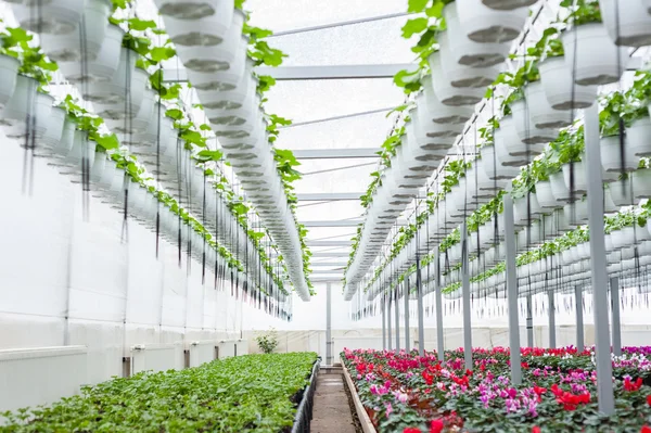 Floricultura en macetas colgantes en un invernadero — Foto de Stock