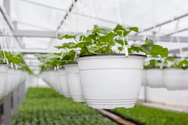 Flower culture in hanging pots in a greenhouse — Stock Photo, Image