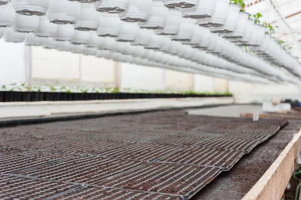 Plastic tray with soil — Stock Photo, Image