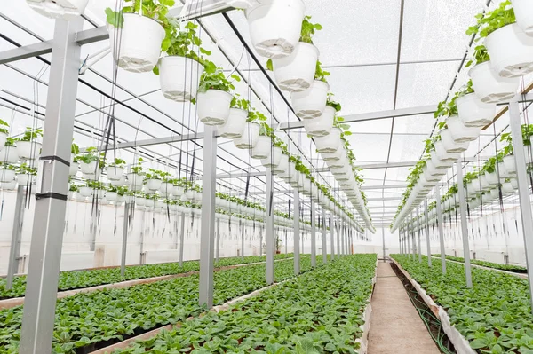 Flower culture in a greenhouse — Stock Photo, Image