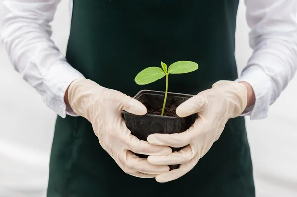 Portrait of a young researcher technician woman in greenhouse,in uniform and seedling pot in her hand. Food production. — Stock Photo, Image