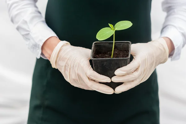 Retrato de una joven investigadora técnica en invernadero, en uniforme y maceta en la mano. Producción de alimentos . — Foto de Stock