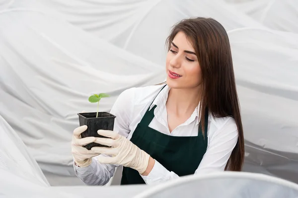 Mujer joven trabajando en un invernadero sosteniendo una maceta con plántulas de pepino en un invernadero —  Fotos de Stock
