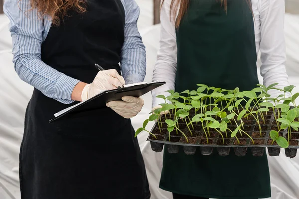 Primer plano de dos ingenieras de biotecnología con un portapapeles y un bolígrafo que examinan una planta para detectar enfermedades de una bandeja de plástico ! —  Fotos de Stock