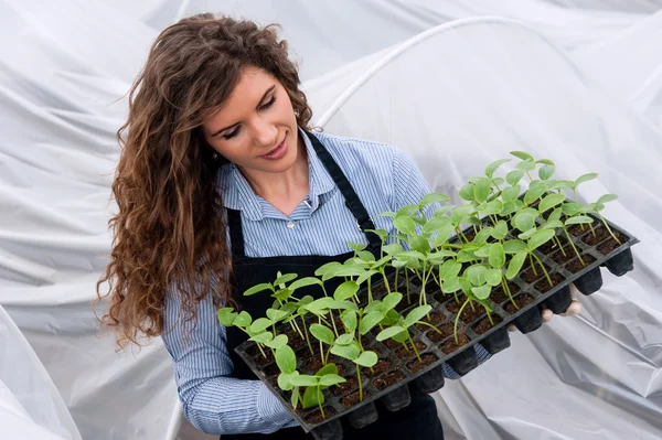 Young woman working in a greenhouse holding a crate with seedlings in a greenhouse — Stok fotoğraf