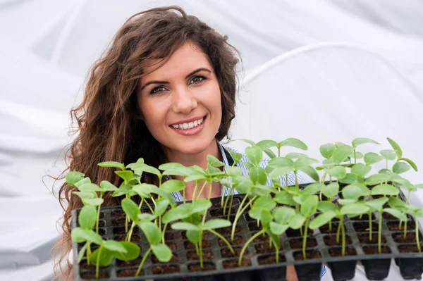 Young woman working in a greenhouse holding a crate with seedlings in a greenhouse — Stok fotoğraf