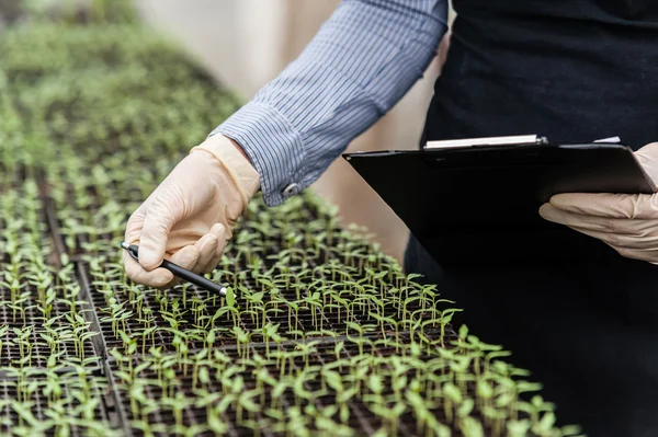 Ingeniera biotecnológica con portapapeles y bolígrafo examinando una planta para detectar enfermedades ! — Foto de Stock