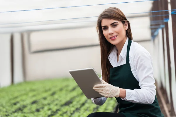 Investigadora técnica que estudia con una tableta y guantes, vestida con ropa de oficina, camisa de oficina y delantal en todo el invernadero . — Foto de Stock