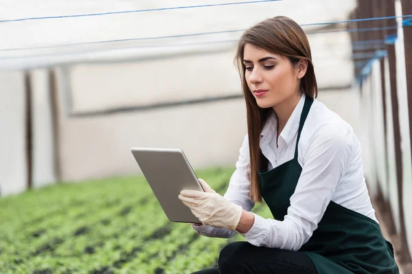 Chercheuse technicienne étudiant avec une tablette et des gants, vêtue de vêtements de bureau, chemise de bureau et tablier dans toute la serre . — Photo