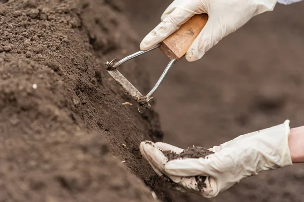 Researcher technician holding soil in hands — Stok fotoğraf