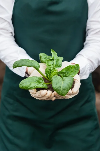 Close-up of a young researcher technician woman hands in greenhouse, — Stock Photo, Image