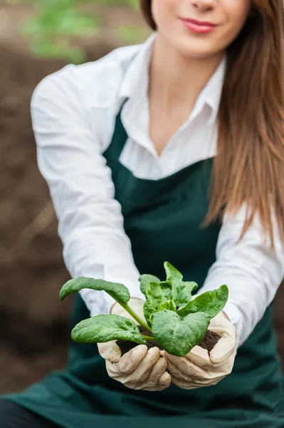 Close-up of a young researcher technician woman hands in greenhouse, — Stock Photo, Image