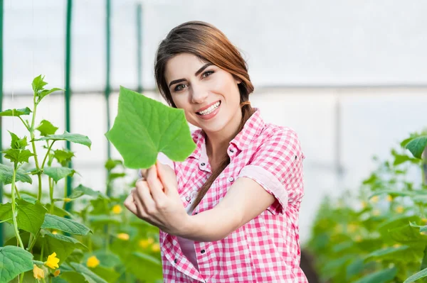 Beautiful young woman gardening and smiling at camera holding a cucumber leaf. — ストック写真