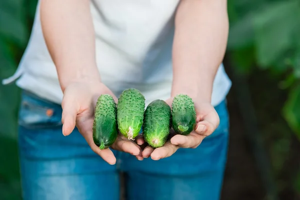 Vrouw handen close-up bedrijf vers komkommers — Stockfoto