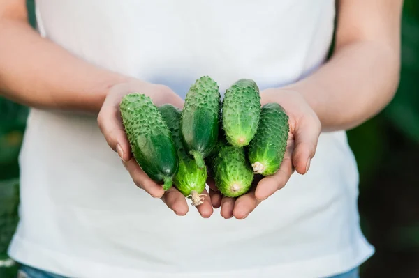 Frau hält in Großaufnahme frische Gurken in der Hand — Stockfoto