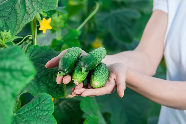 Frau hält in Großaufnahme frische Gurken in der Hand — Stockfoto