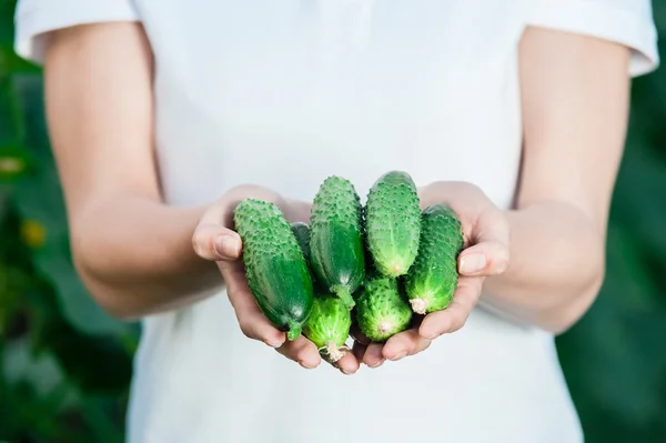 Woman hands close-up holding fresh cucumbers — Stock Photo, Image