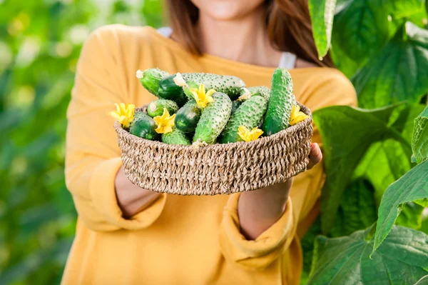Basket with cucumbers close-up. — Stock Photo, Image
