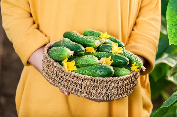 Cesta con pepinos primer plano . — Foto de Stock