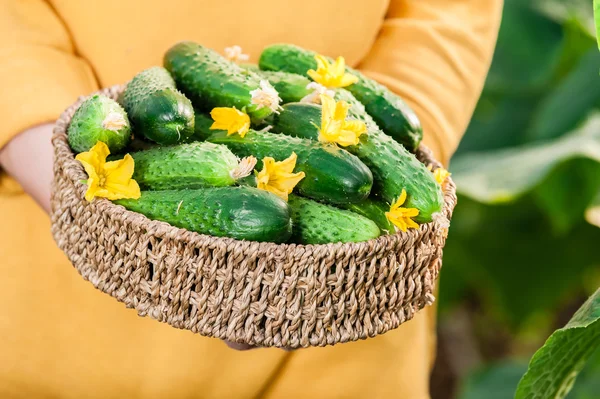 Cesta con pepinos primer plano . — Foto de Stock