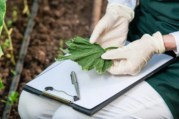Ingeniera biotecnológica con portapapeles y lápiz examinando hojas de plantas para detectar enfermedades ! —  Fotos de Stock