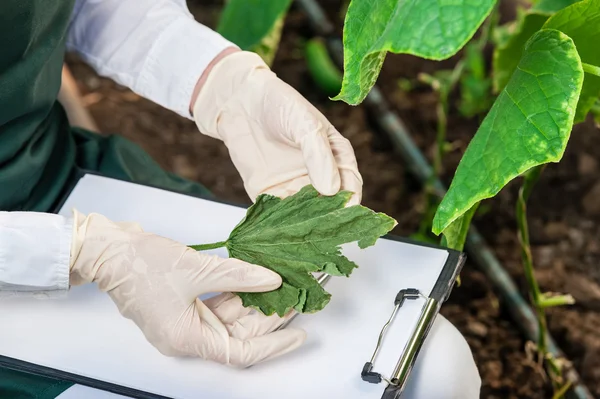 Ingeniera biotecnológica con portapapeles y lápiz examinando hojas de plantas para detectar enfermedades ! — Foto de Stock