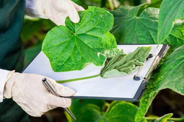 Biotechnologie-Ingenieurin mit Klemmbrett und Stift untersucht Pflanzenblatt auf Krankheiten im Vergleich zu einem gesunden Blatt. — Stockfoto