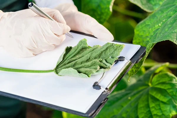 Ingeniera biotecnológica con portapapeles y lápiz examinando hojas de plantas para detectar enfermedades ! — Foto de Stock