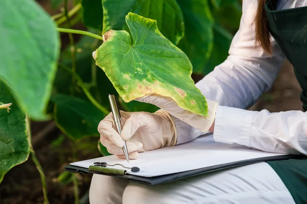 Ingeniera biotecnológica con portapapeles y lápiz examinando hojas de plantas para detectar enfermedades ! —  Fotos de Stock