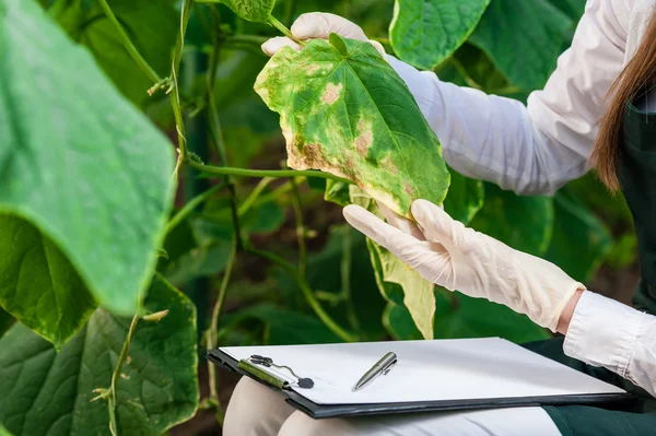 Ingeniera biotecnológica con portapapeles y lápiz examinando hojas de plantas para detectar enfermedades ! — Foto de Stock