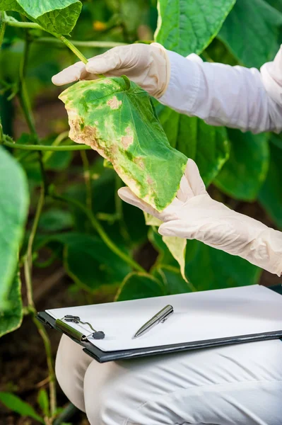 用剪贴板和钢笔检查疾病的植物叶片生物技术女工程师! — 图库照片